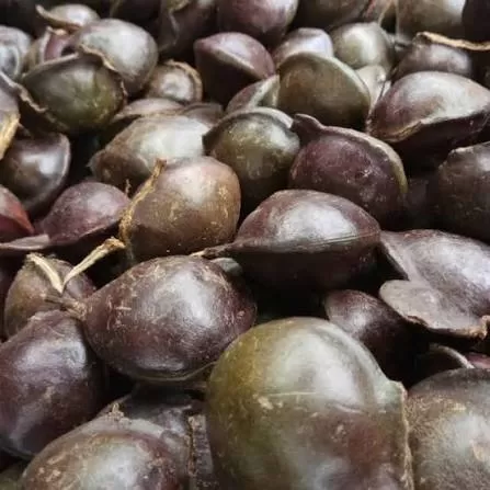 Jengkol